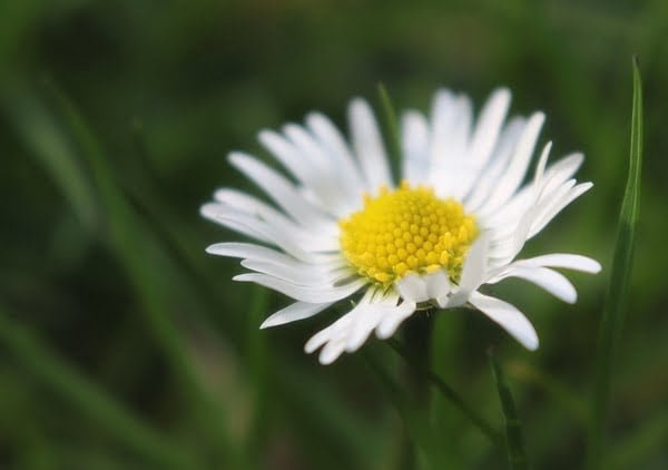 White colored daisy flower blooming in a green garden
