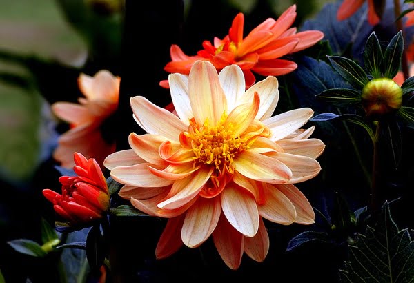 Brightly colored Dahlia Mixed flower in a green garden