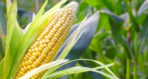 Fully matured corn with yellow kernels on the maize plant with leaves in background
