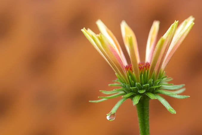 A Mesembryanthemum Flower with blur background