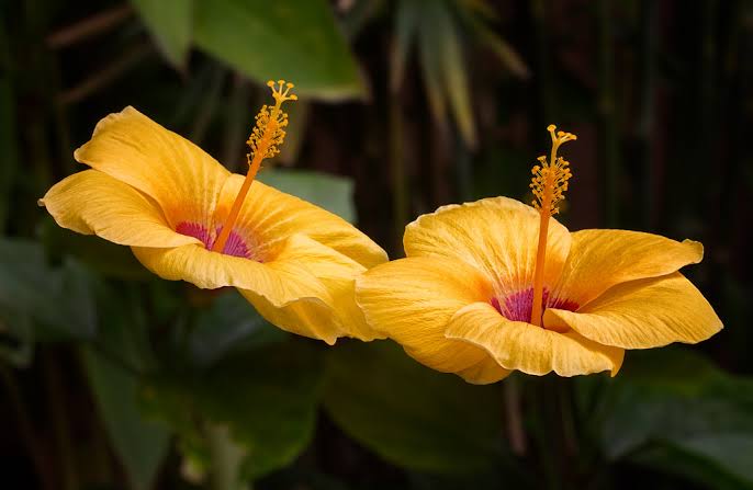 A couple of yellow colored hibiscus flowers