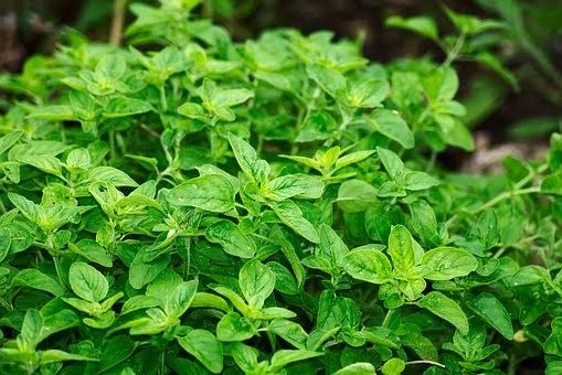 Fresh and healthy green leaves of chilli plant