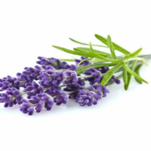 This is an image of a purple color flowers of Lavender Herb kept against white color background.