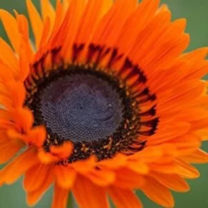 This is an image of bright orange colored Venidium flower.