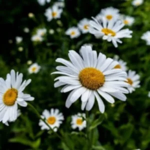 Blooming German Chamomile Flowers with white petals in greenery