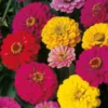 This is an image of multiple bright colored Zinnia Double Mix flowers with dense green leaves in the background.