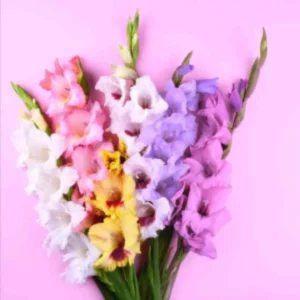 Multicolored Gladiolus Bulbs on a pink background.