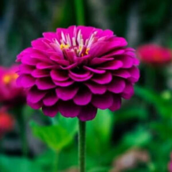 Mixed Dahlia Seeds for Planting Non-GMO Plant Seeds 200 