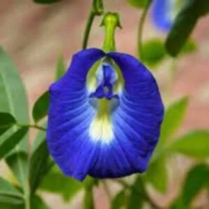 Beautiful blue colored Aparajita Blue Pea flower.