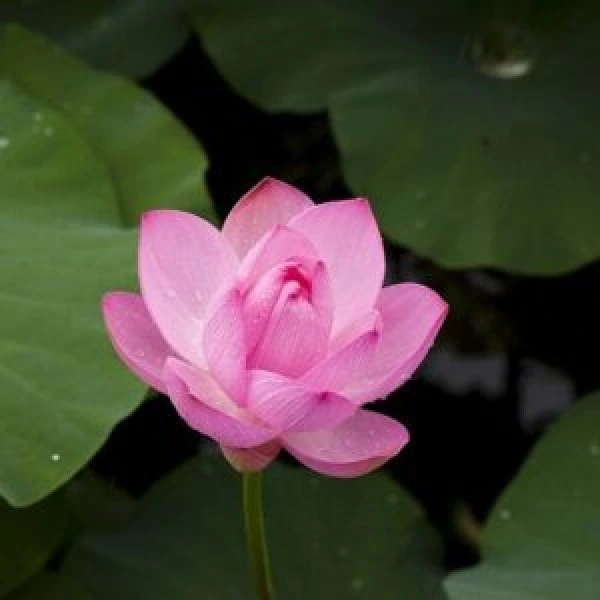 Light pink coloured beautiful lotus flower with giant green leaves