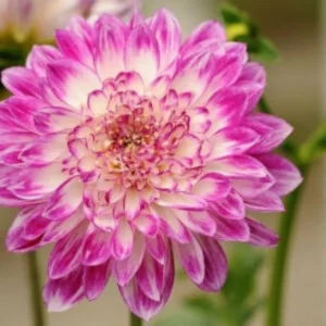 This is an image of charming Chrysanthemum Flower of pink and white shades.