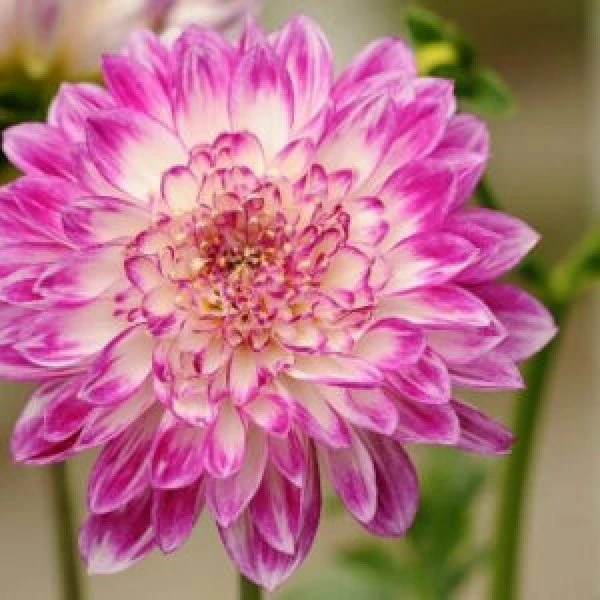 Destino Mix Chrysanthemum Seeds UPC 600188193879 1 Free Plant Marker 350 