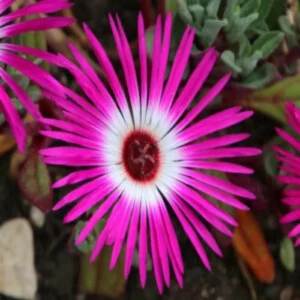 Bright pink colored Mesembryanthemum flower with peculiar leaves