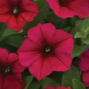 This is an image of beautiful pink color Petunia flowers with green leaves.
