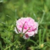 Tiny pink flower with star shaped leaves
