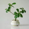 Plant with cluster of green leaves in a white pot