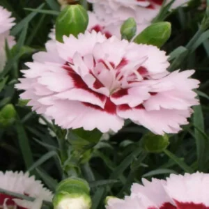 Dianthus Splendor Flower of pink and white shades of petals with dark green leaves