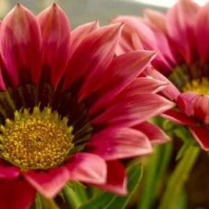 Showy bright daisy like flowers with hues of orange