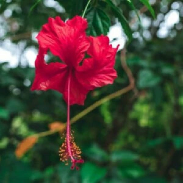 This is an image of Red Hibiscus flower with greenery in the background.