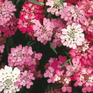 Bunch of beautiful red, pink, and white colored Candytuft flowers.