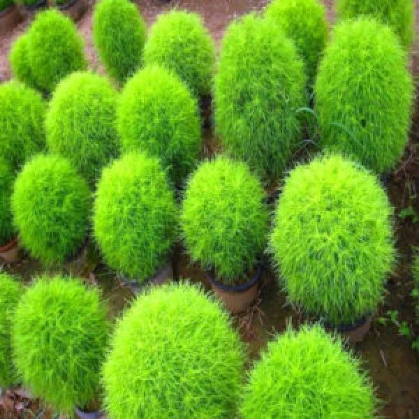 This is an image of multiple green colored cactus like Kochia plants.