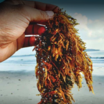 Magic Seaweed (20gms)