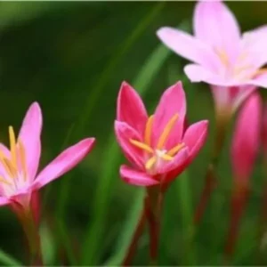 Tiny pink colored flowers with long green leaves
