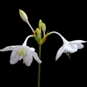 Graceful white colored Eucharis Lily flowers.