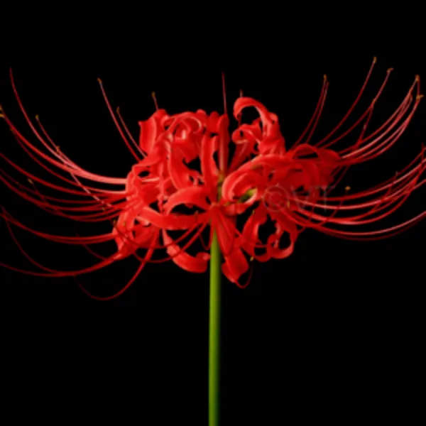 Elegant red colored lycoris lily with elongated green stem