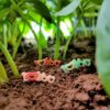 This is an image of lovely colorful Miniature I Love You Toys kept on soil with some plants in the background.