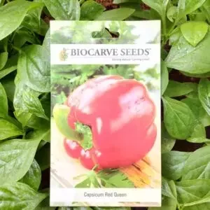 This is an image of a packet of Biocarve Capsicum Red Queen Seeds kept against a green leafy background.