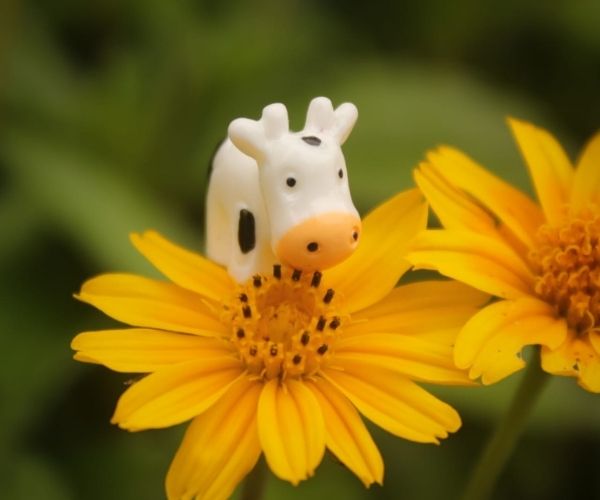 A cute and small Miniature Cow Assorted kept on a beautiful flower.