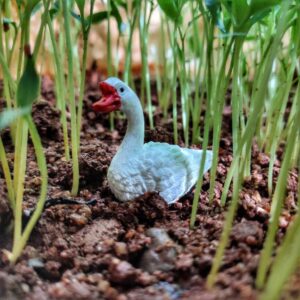 Miniature geese on soil between heb stems.
