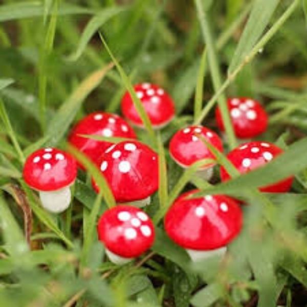 A cute and tiny Miniature Mushrooms kept in between the grass.
