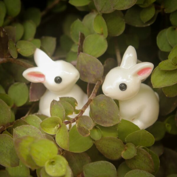 A cute and small pair of Miniature rabbits is kept in between the herbs.
