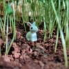 A cute and small Miniature rabbit is kept on a ground with some herbs in the background.