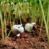 A cute pair of Miniature sheep kept in between the herbs.