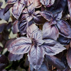 This is an image of finest Basil Black leaves.