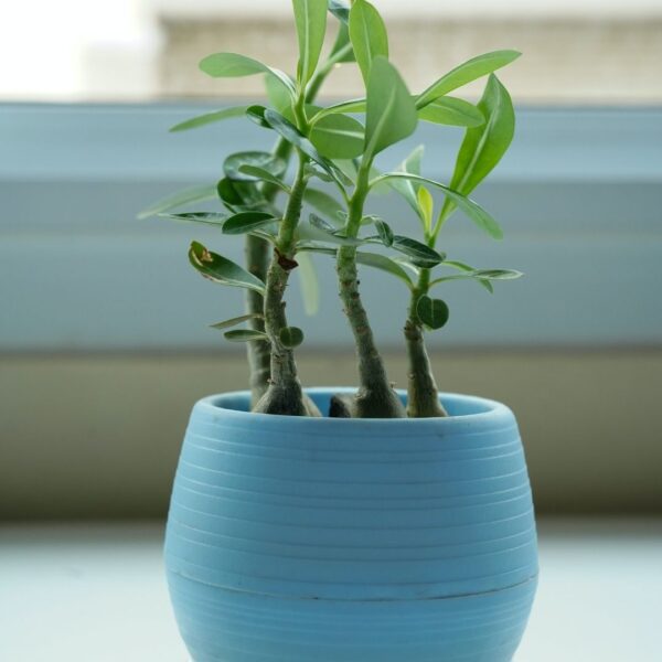 Beautiful Adenium plant growing in a blue colored pot