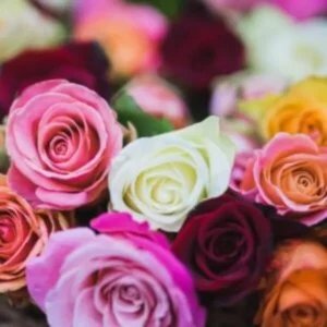 This is an image of beautiful purple, white, pink, yellow, and orange color Rose flowers.