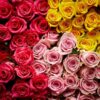 This is an image of beautiful red, pink, and yellow color Rose flowers.