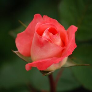 Beautiful red rose blooming in a garden.