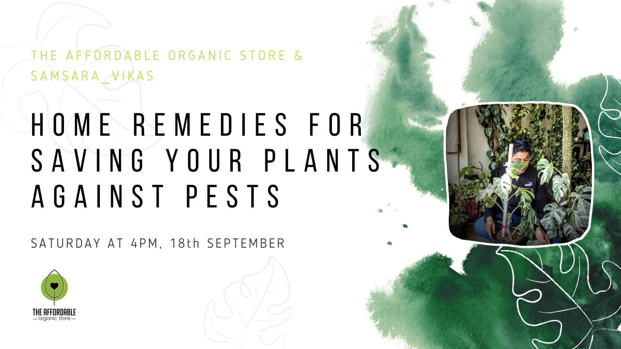 Workshop on Home remedies for saving your plants against pests