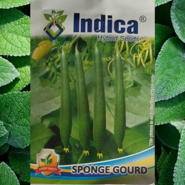 Indica sponge gourd seeds