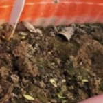 Microgreen Kasuri Methi Seeds (20gms)