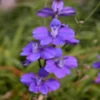 Larkspur Imperial Mixed