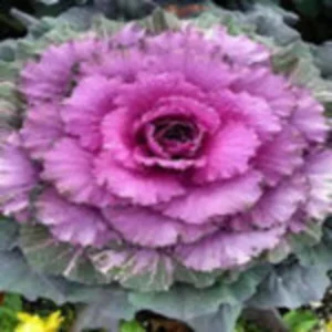 Massive Kale flower with purple colored petals