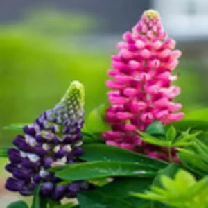 This is an image of two Lupins mixed flowers of pink and purple color along with green leaves.