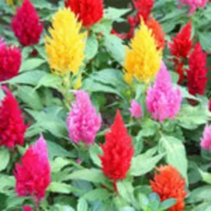 This is an image of Celosia Pulmosa flowers of different colors along with green leaves.