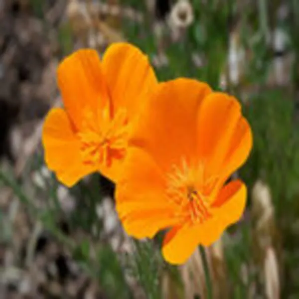 A couple of orange colored poppy flowers to beautify your garden